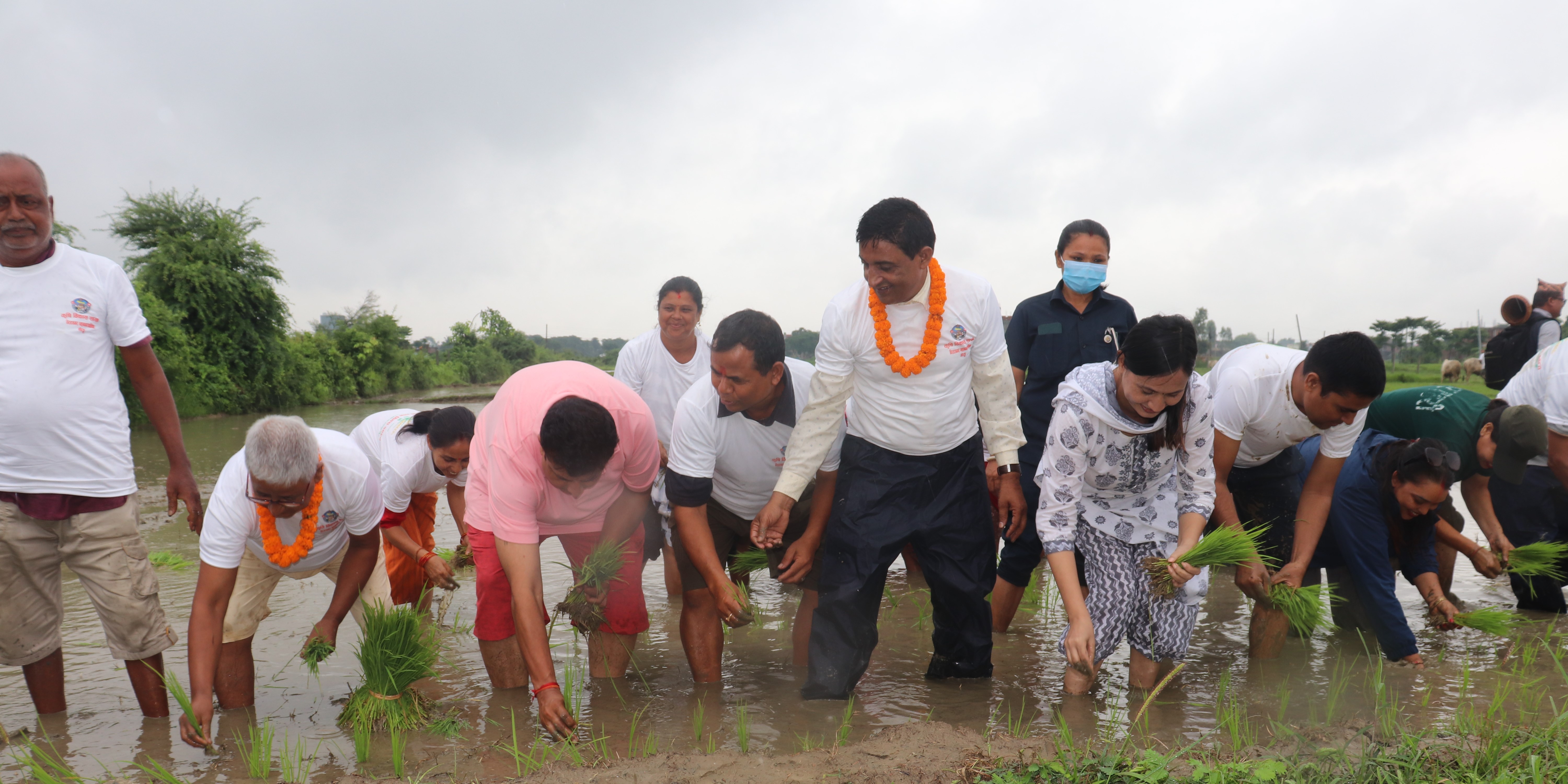 पञ्चेबाजासहितको महानगरको धान रोपाइँमा मेयर कोइराला