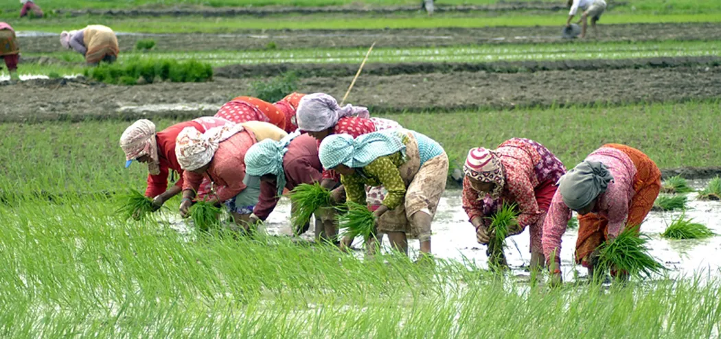 आज धान दिवस मनाइँदै