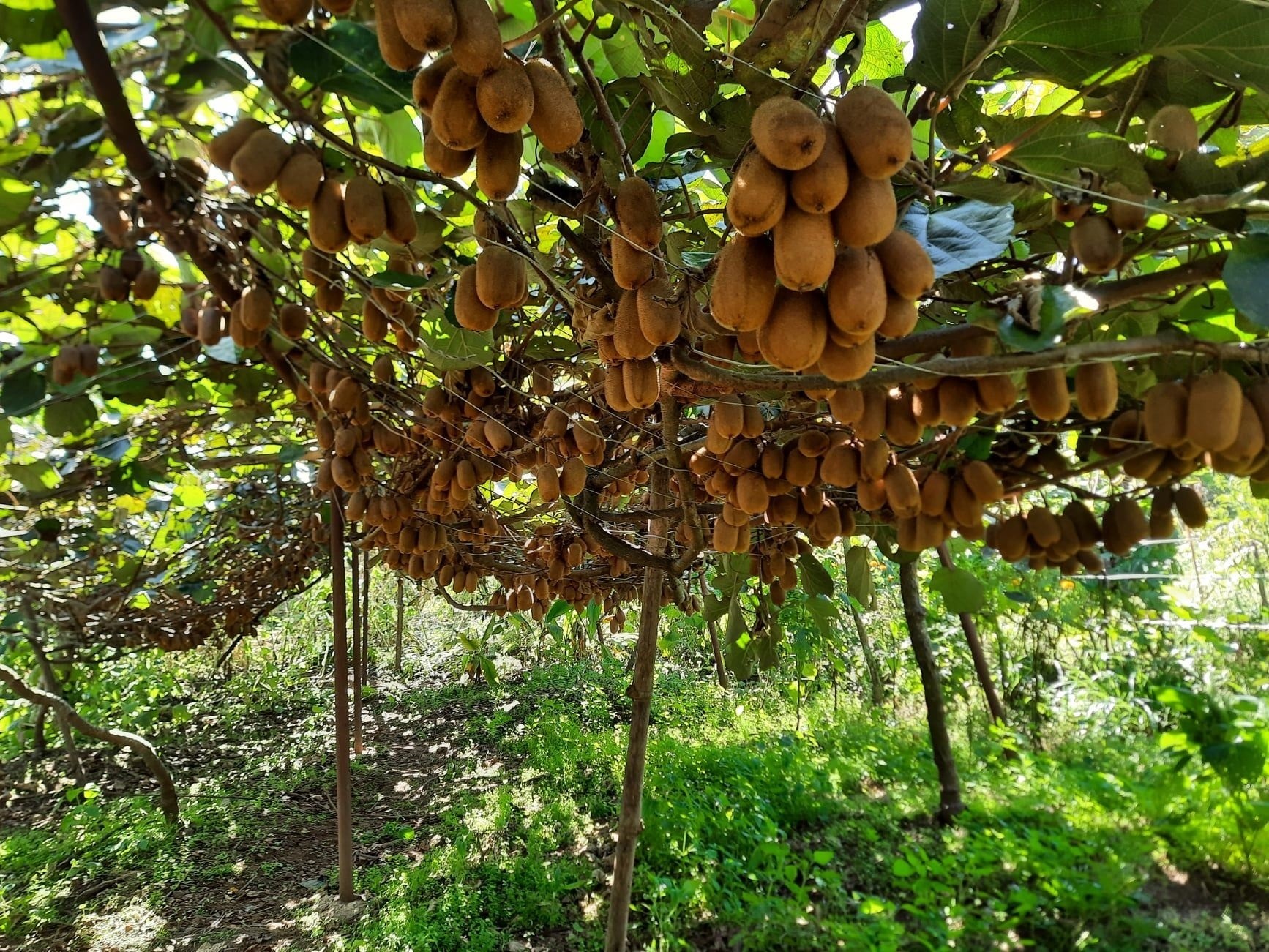 परम्पारगत बालीको विकल्प बन्दै भोजपुरमा किवी