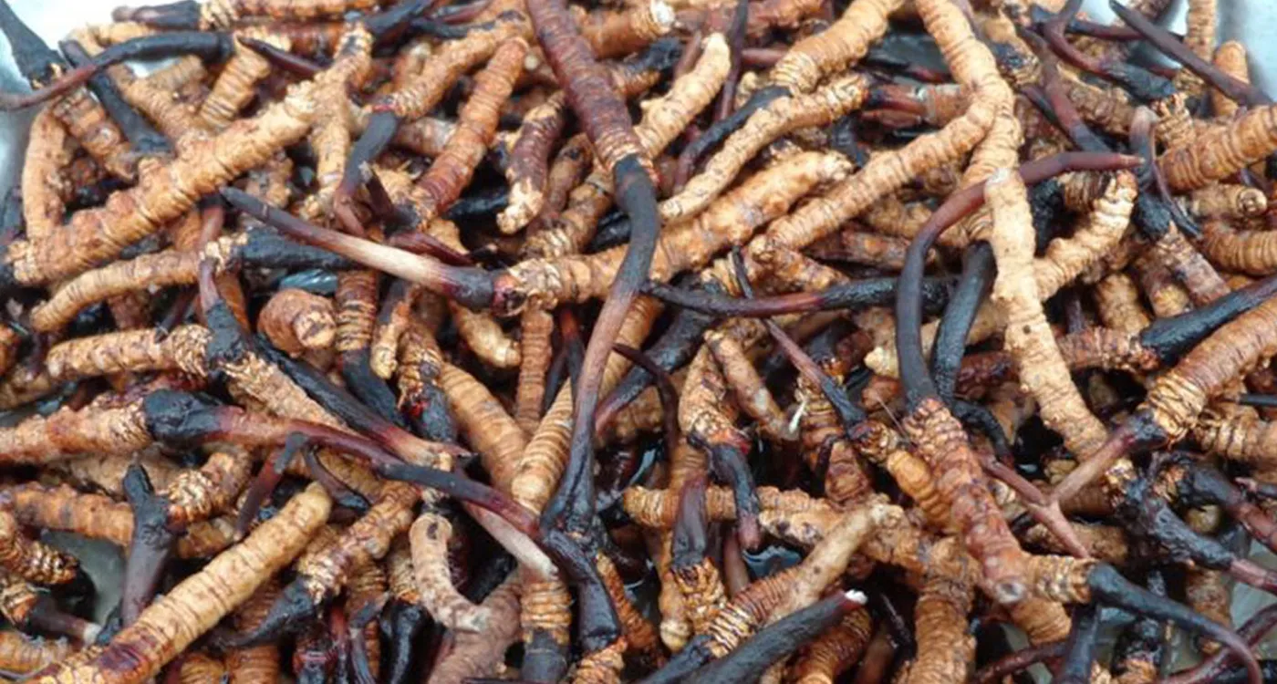 १२ करोडभन्दा बढीको यार्सागुम्बा निर्यात