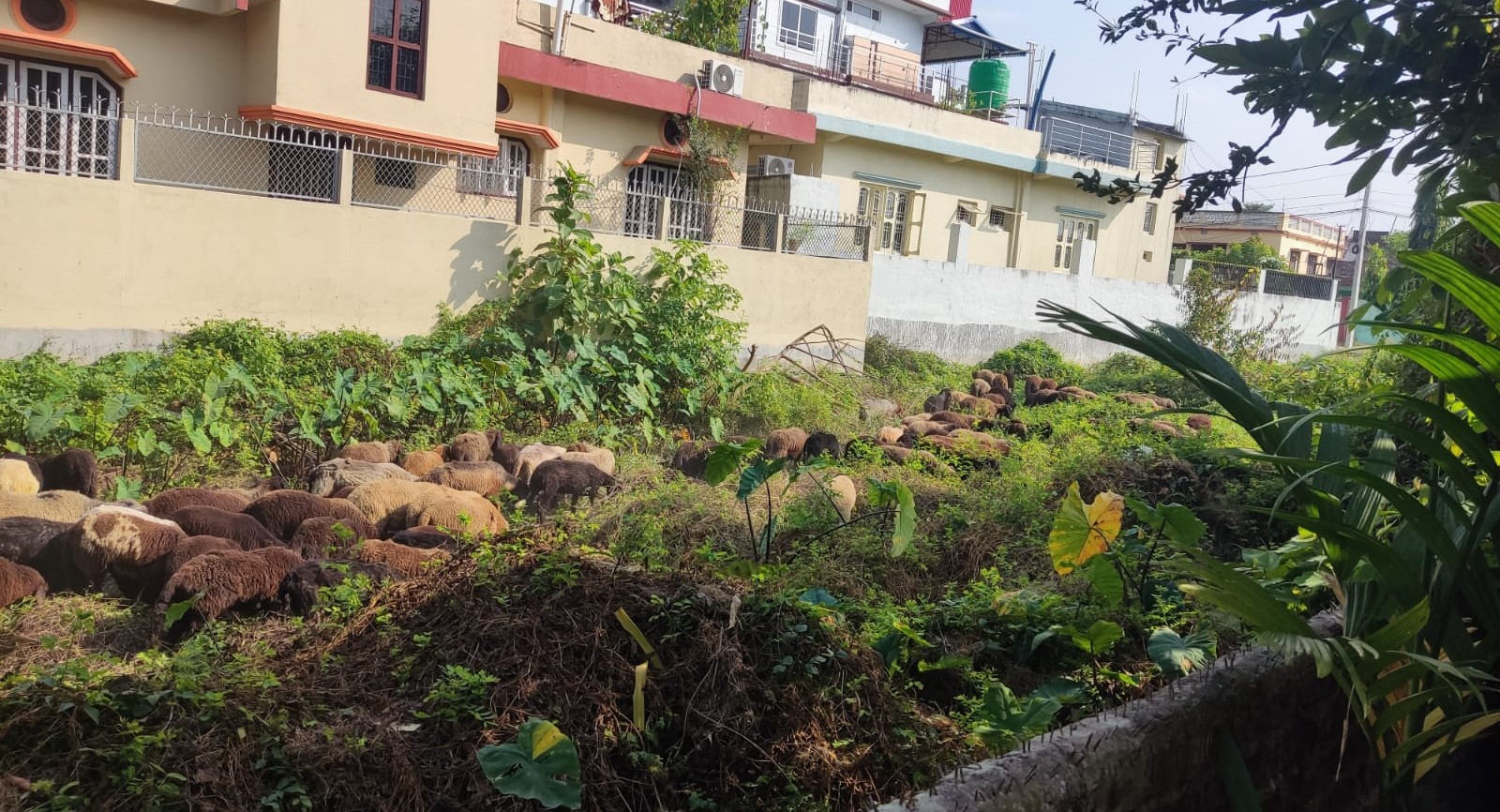 तराईमा भेडाबाख्रा पाल्न चरन क्षेत्रको अभाव